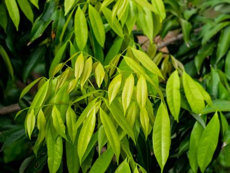 Green Leafy Lychee Tree