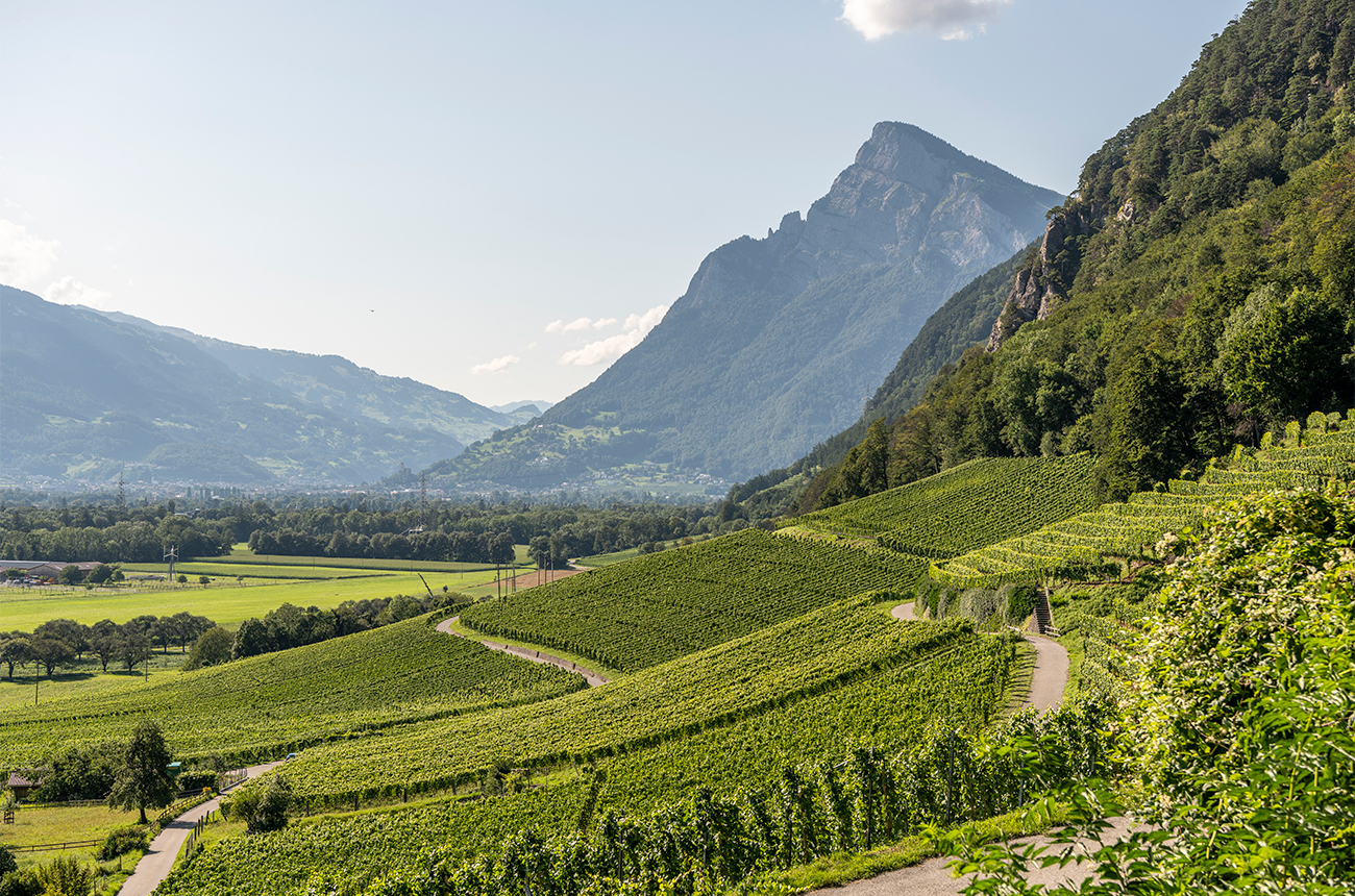 Vineyards at Fl&amp;auml;sch of B&amp;uuml;ndner Herrschaft, Switzerland