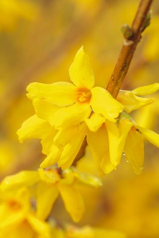 bright yellow flower