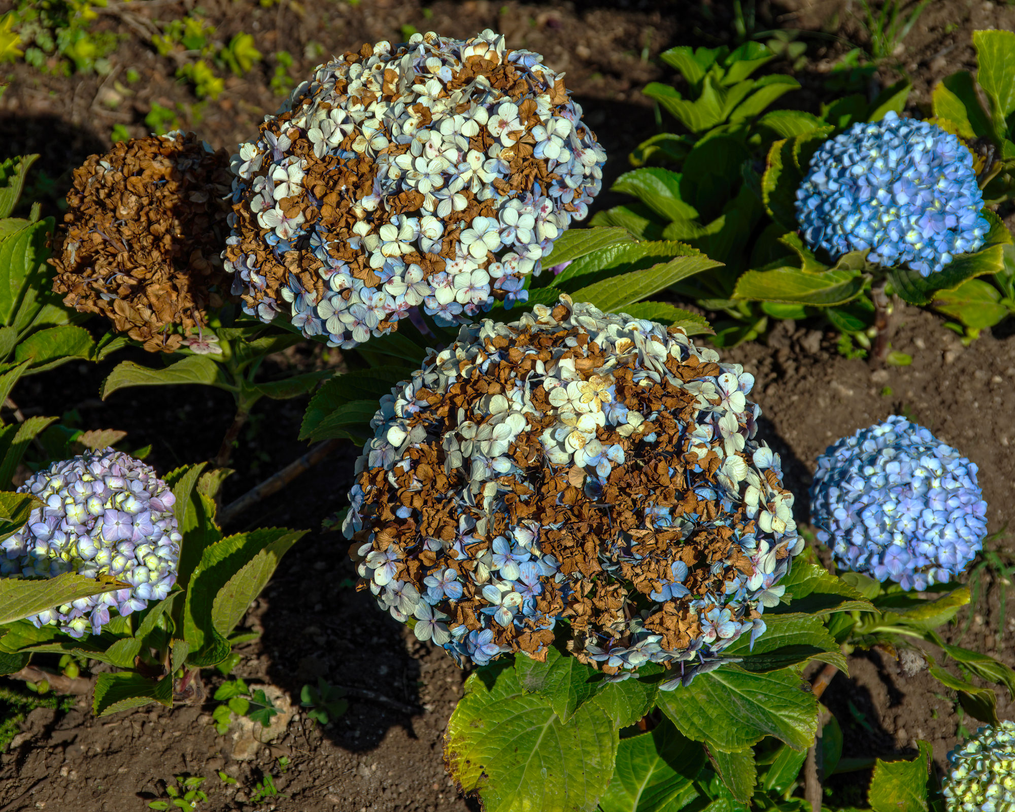 Sunburnt blue mophead hydrangea