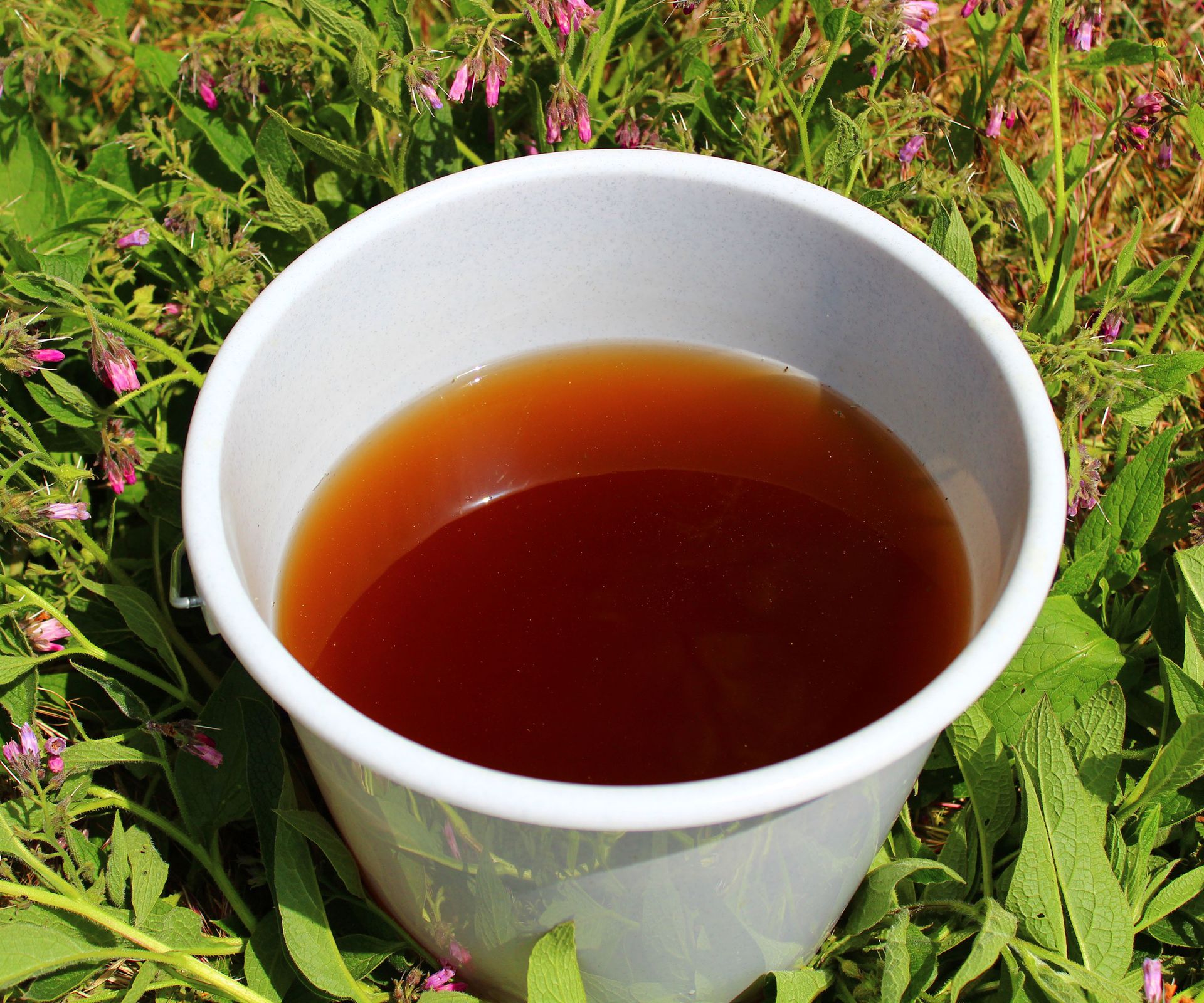 A bucket of dark brown comfrey fertilizer