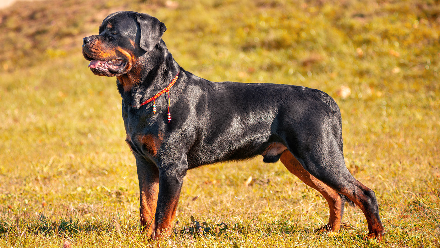 Rottweiler stood side on with strong stance