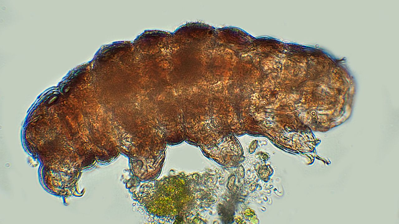 A tardigrade under a microscope