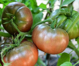 Cherokee Purple heirloom tomatoes ripening on the plant