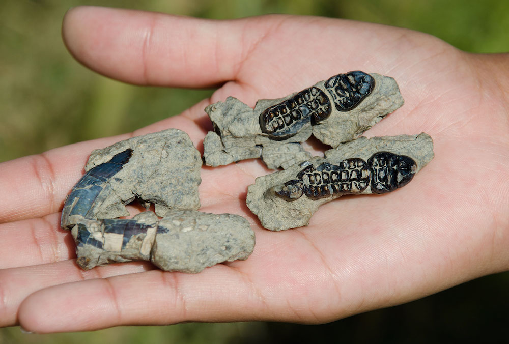 The complex teeth of Kimbetopsalis simmonsae suggest it was an herbivore.
