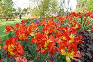 A9FXGM The Pashley Manor Tulip Festival.