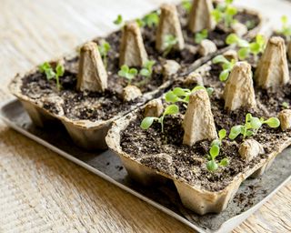 Seedlings in egg carton planter