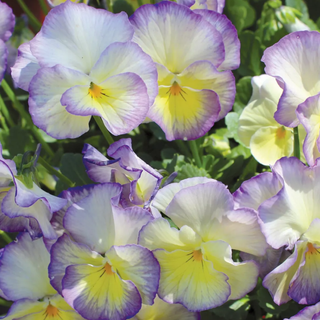 Viola, MagnifiScent® Sweetheart