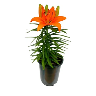 Orange lily in pot