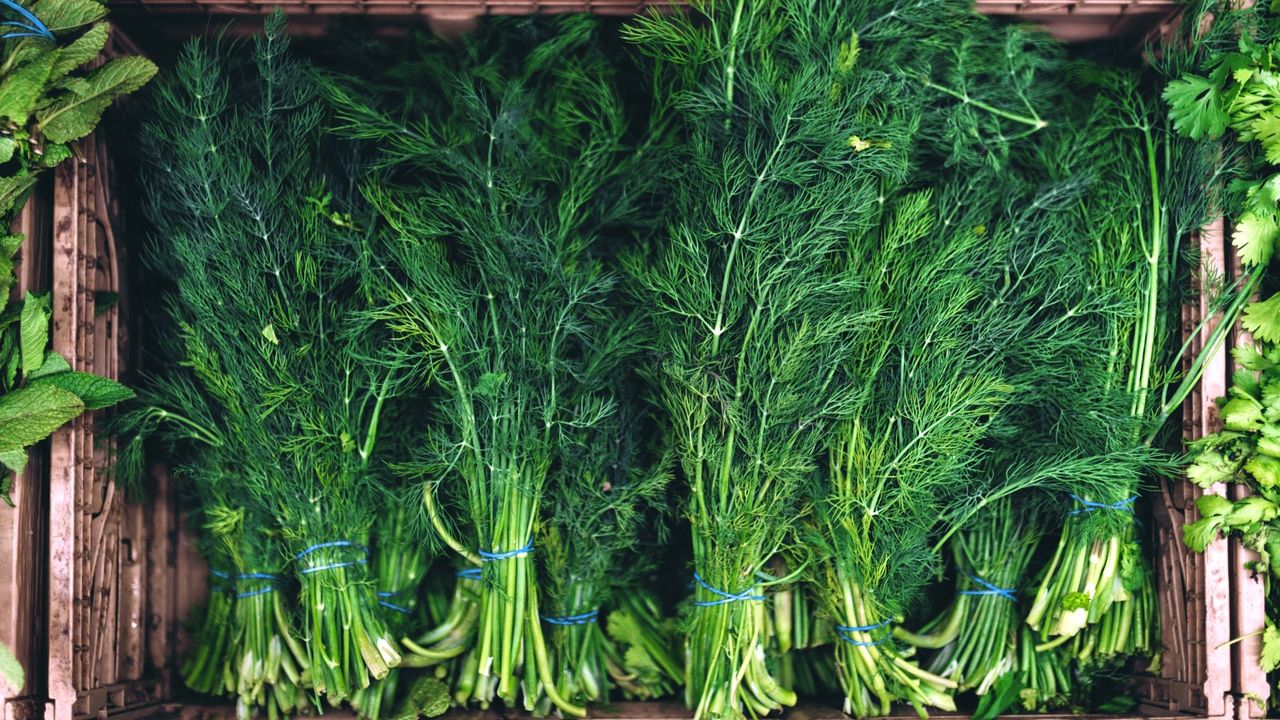 Freshly-harvested dill in a tray