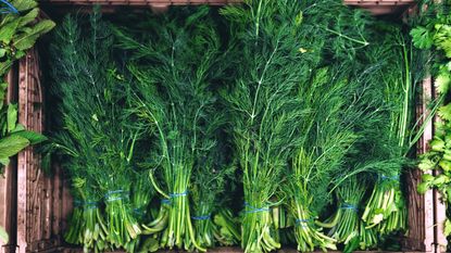 Freshly-harvested dill in a tray
