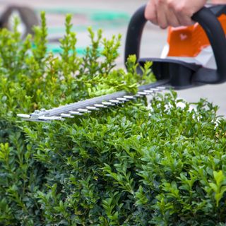 Using a hedge trimmer to cut the top of a hedge