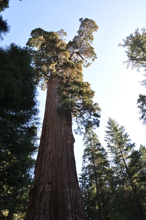 Nature's Giants: Photos of the Tallest Trees on Earth: Page 2 | Live ...