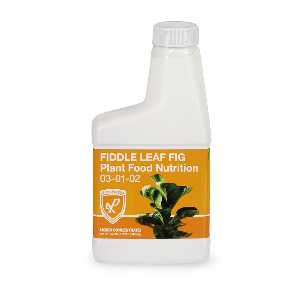 Fiddle Leaf Fig plant food in plastic bottle