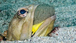 A mouthbrooding fish holding its eggs in its mouth. 