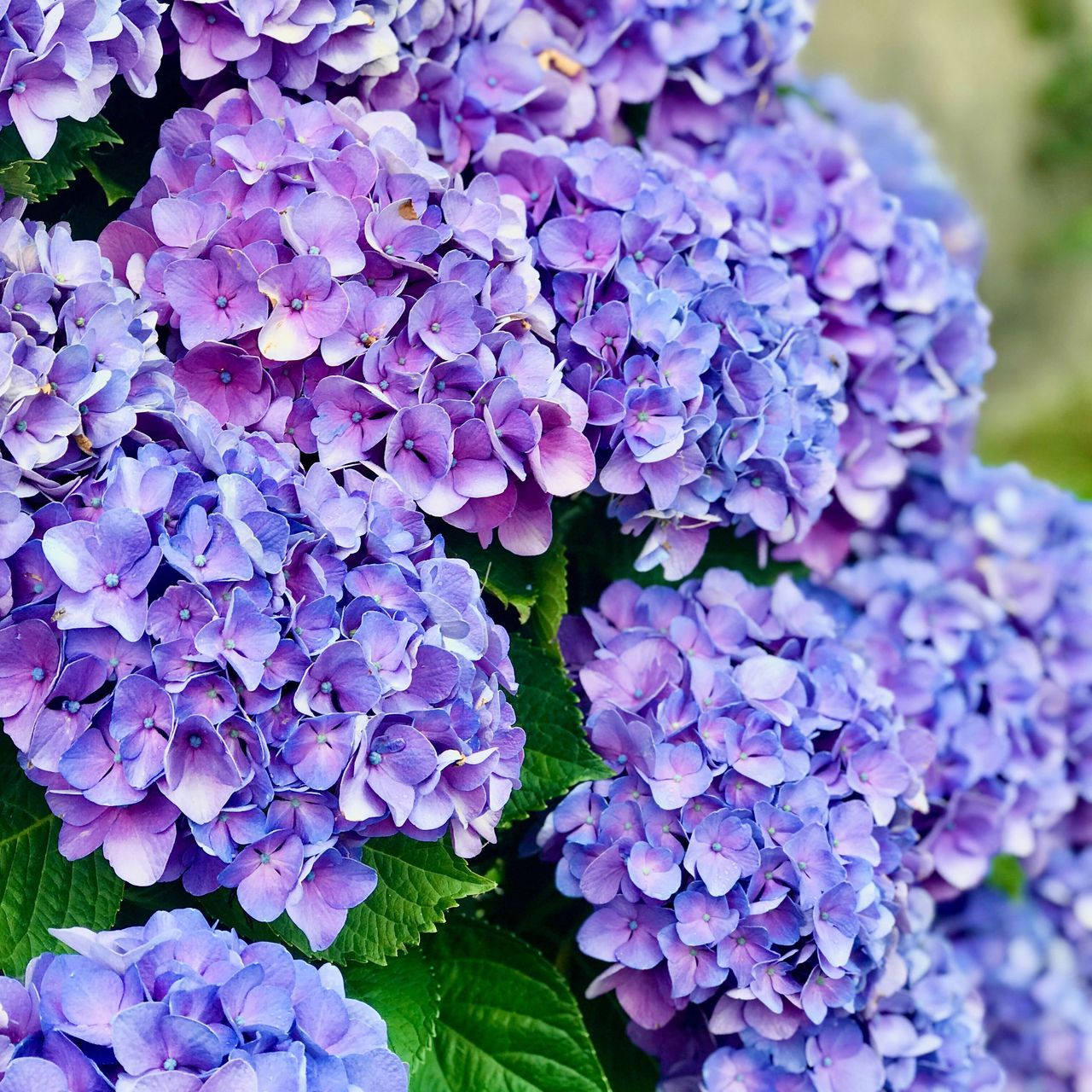 blue hydrangea macrophylla in back garden