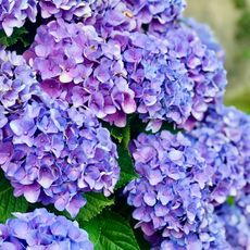 blue hydrangea macrophylla in back garden