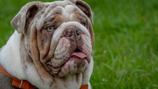 merle English Bulldog