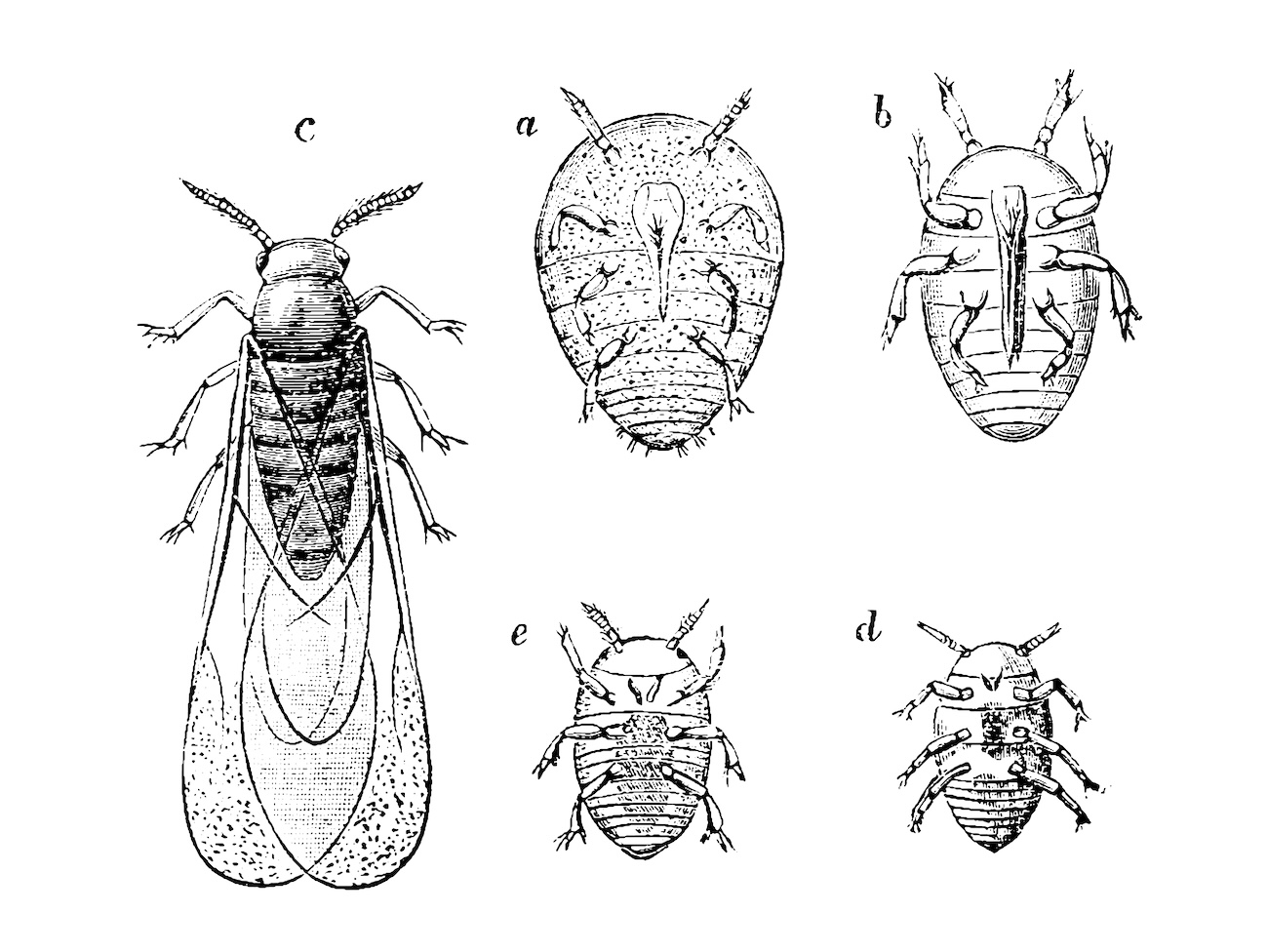 phylloxera