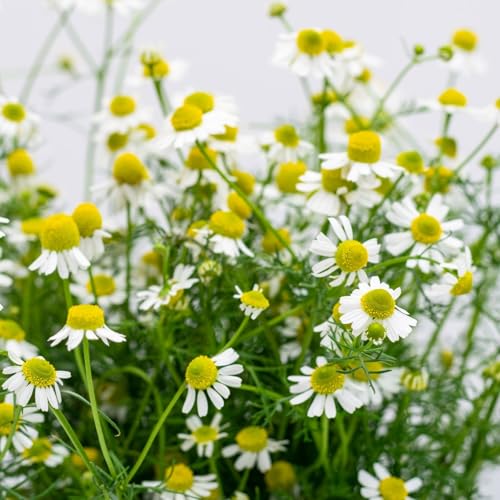 Clovers Garden Chamomile Herb Plants &amp;ndash; Two (2) Live Plants &amp;ndash; Non-Gmo - Not Seeds - Each 4" to 8" Tall &amp;ndash; in 4" Inch Pots - Attracts Polinators, Edible, Medicinal