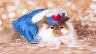 Persian cat in costume