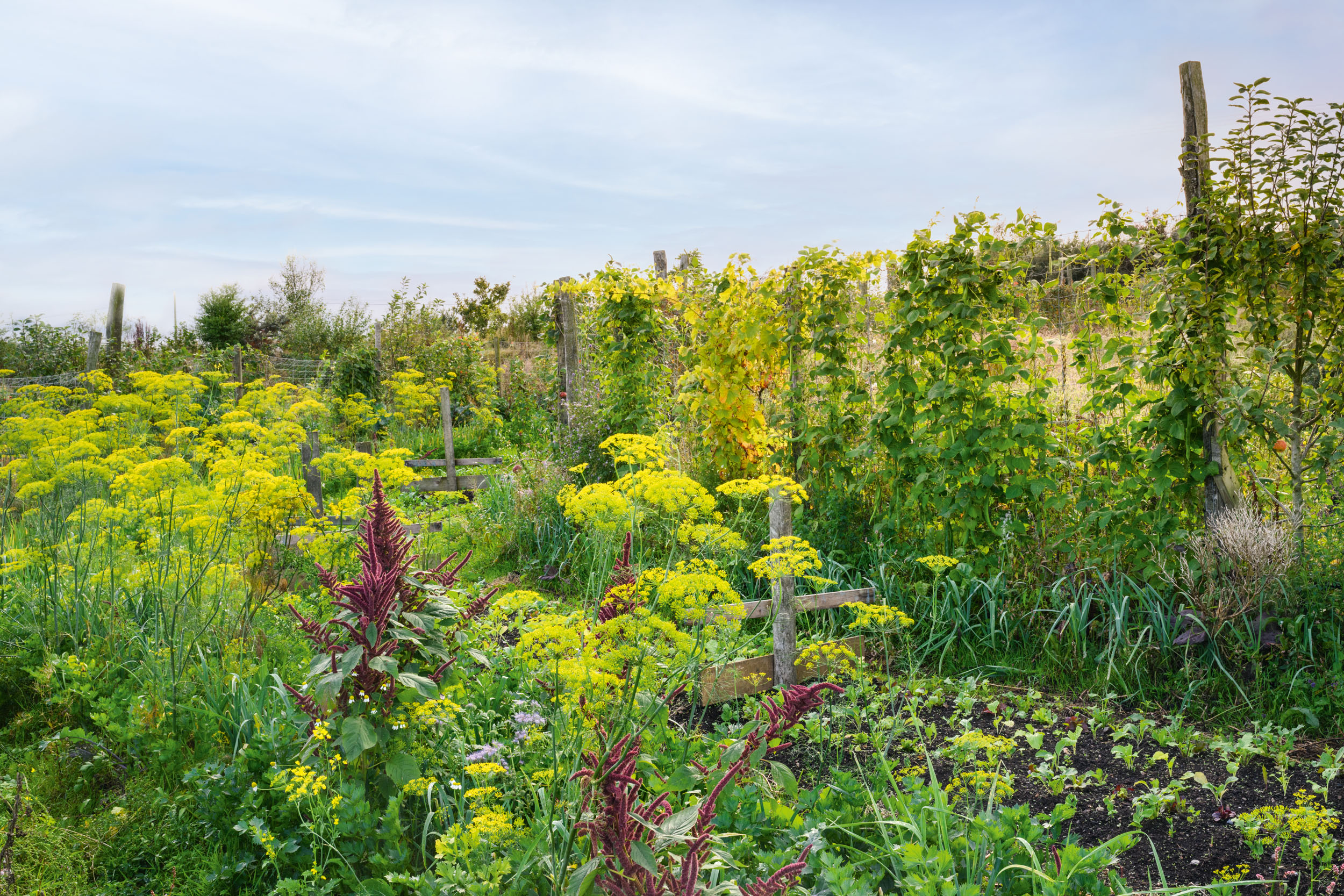 Birch Farm in Devon photographed by Jason Ingram