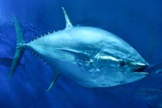 Tuna fish use their lymphatic system to hydraulically control their vertical fins. This use of the lymphatic system &mdash; better known for its role in immune function &mdash; has never been seen before in an animal with a backbone. 