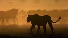 lion's of masai mara