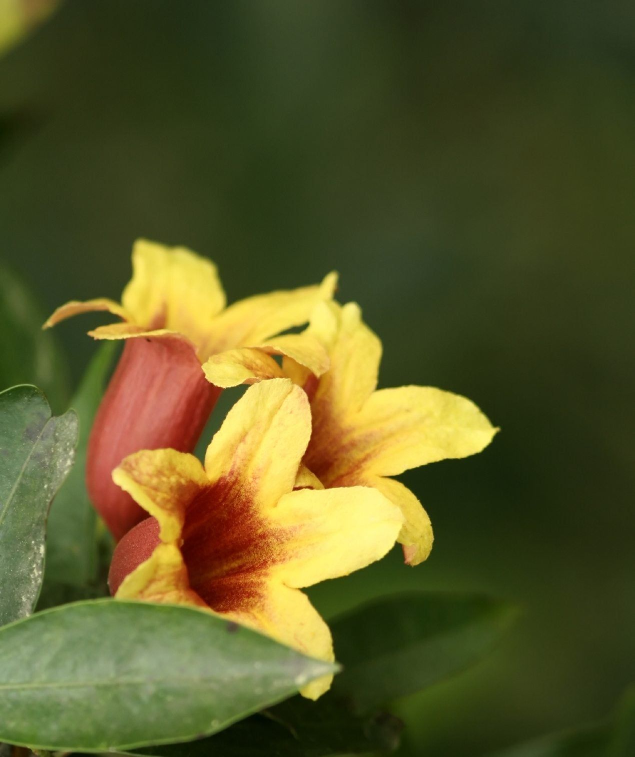 trumpet vine type