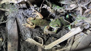 A green frog biting the hind leg of a frog from the same species while on a log on the forest floor