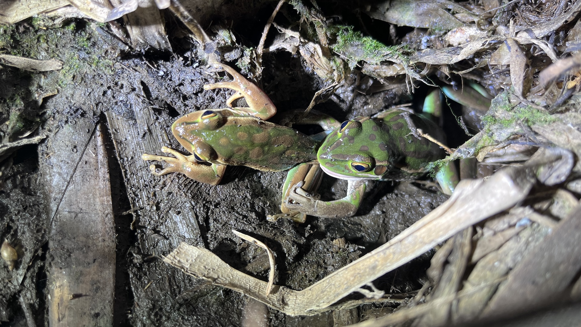 ‘It is dangerous for male frogs available in the market’: Feminine frog drags and makes an attempt to consume screaming male