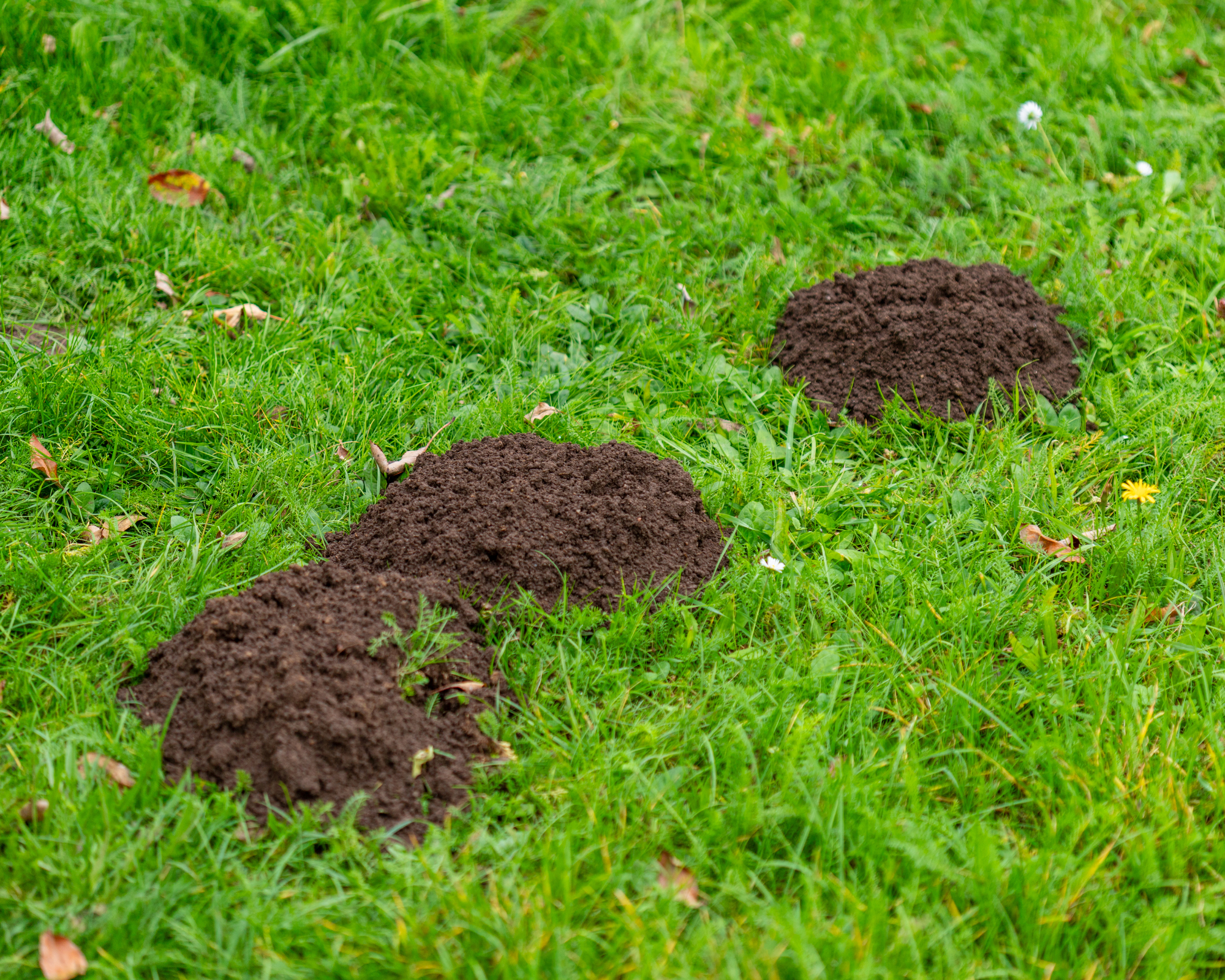 piles of soil in lawn