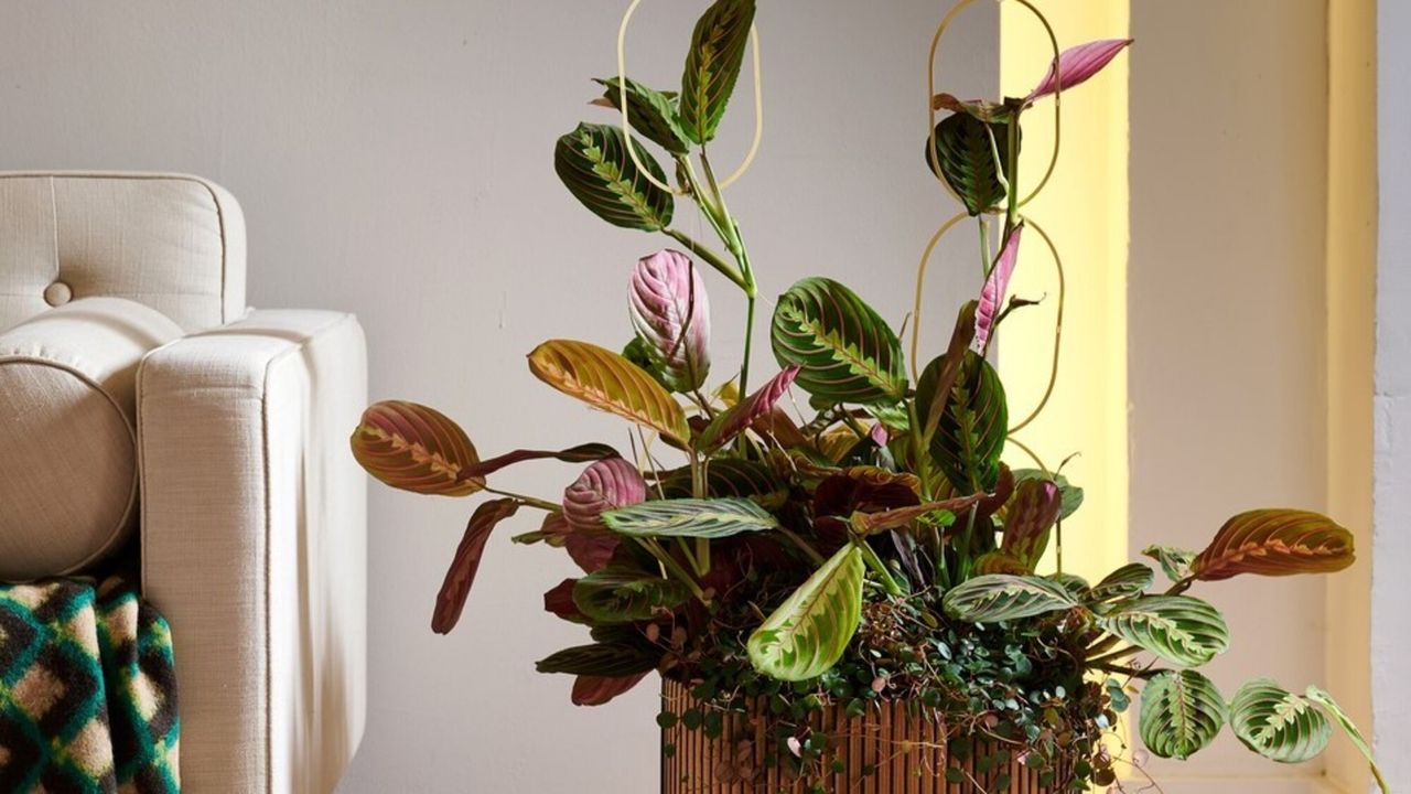 A pink prayer plant