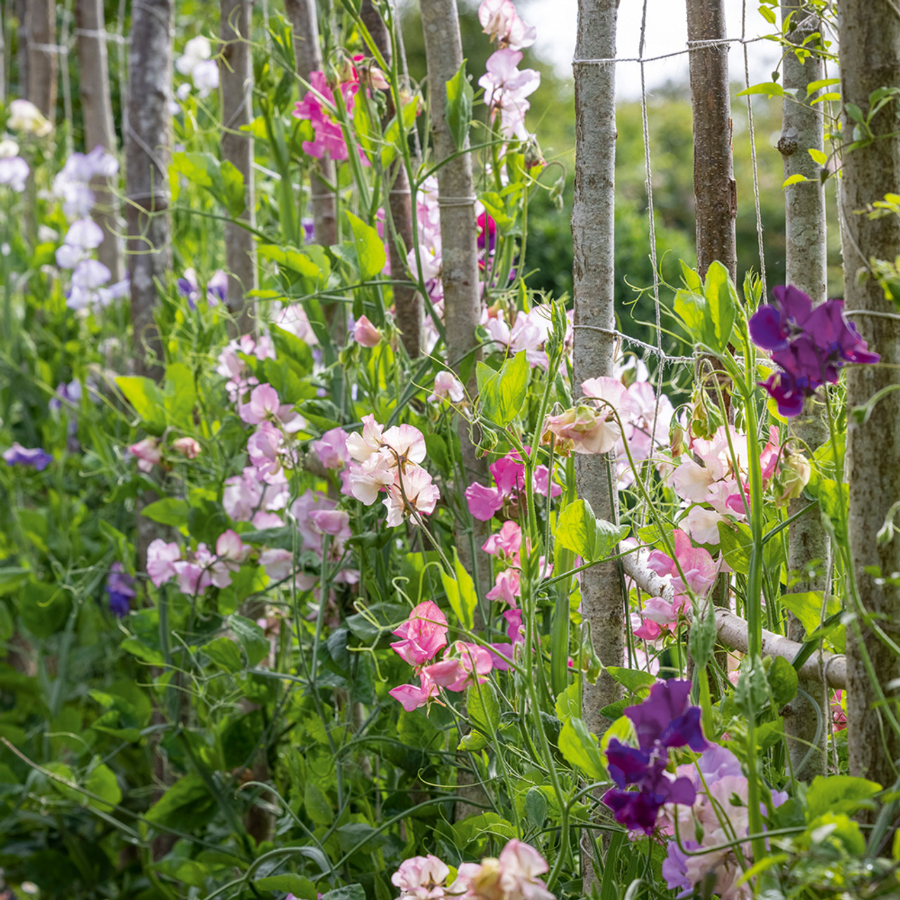 Aegean Summer Sweet Pea Collection