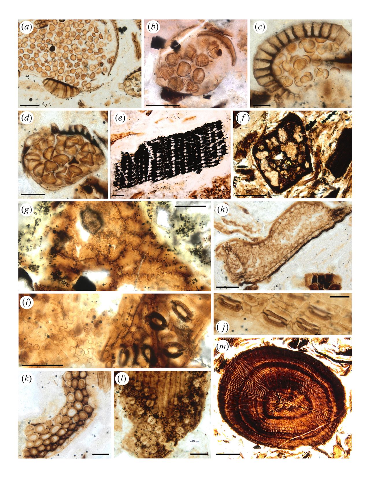 Slides showing what the dinosaur Borealopelta markmitchelli ate. These include (a) clubmoss, (b-d) leptosporangiate fern sporangia with spores, (e) charcoal, (f-l) parts of leaves, (m) a twig cross section showing annual rings. Scale bars = 40 &mu;m; a,b,e, g,h,i,l: scale bars = 100 &mu;m; m, f : scale bar = 400 &mu;m.