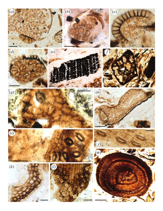 dinosaur rocks in stomach