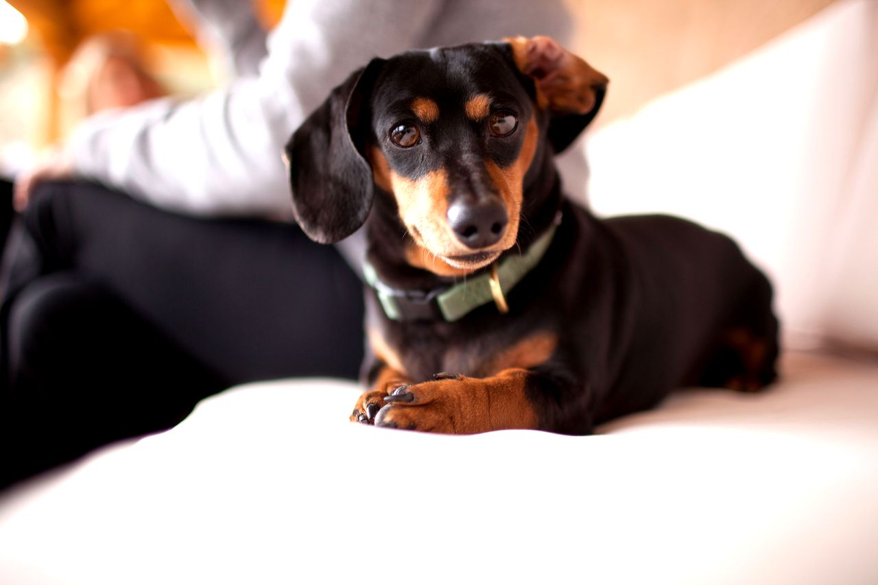 A daschund.