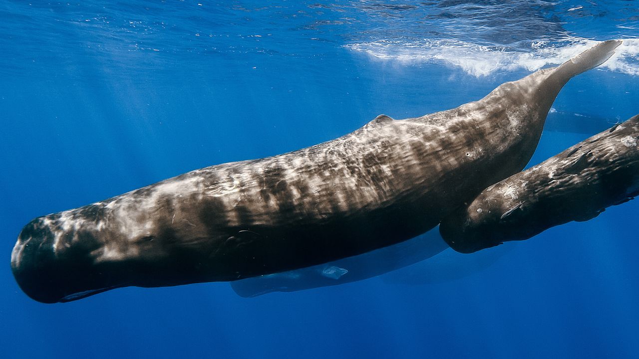 A mother sperm whale with its calf