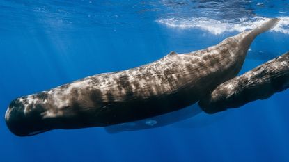A mother sperm whale with its calf