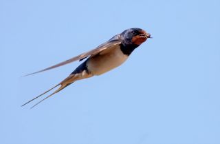 Barn Swallow European Swallow in flight