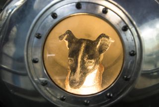 A model of Laika inside the Sputnik 2 capsule on display at the Central House of Aviation and Cosmonautics in Moscow in 2017.