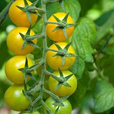 small yellow variety of tomatoes 
