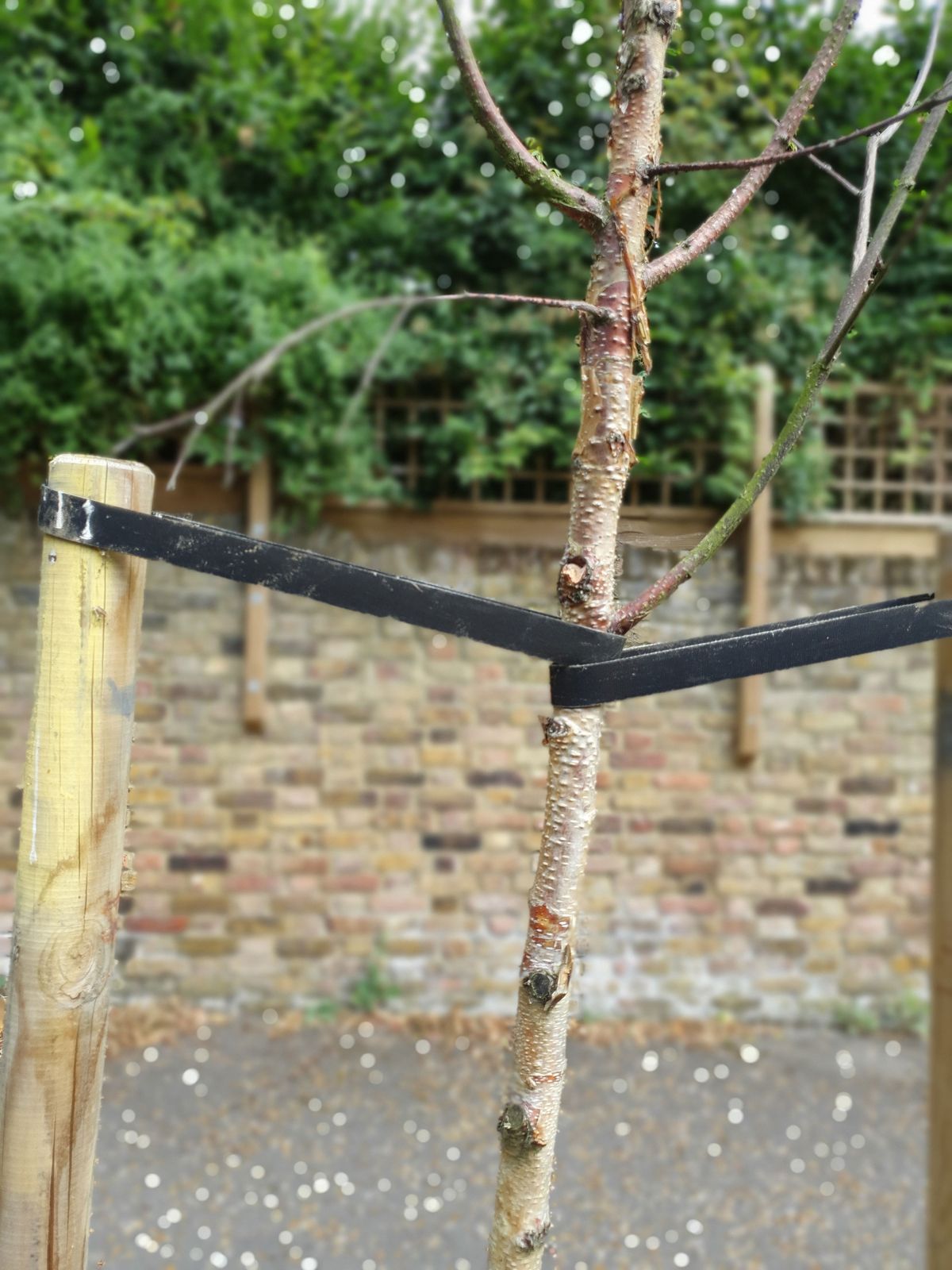 This more complex subject gave it some problems, with finer branches going 'out of focus'.