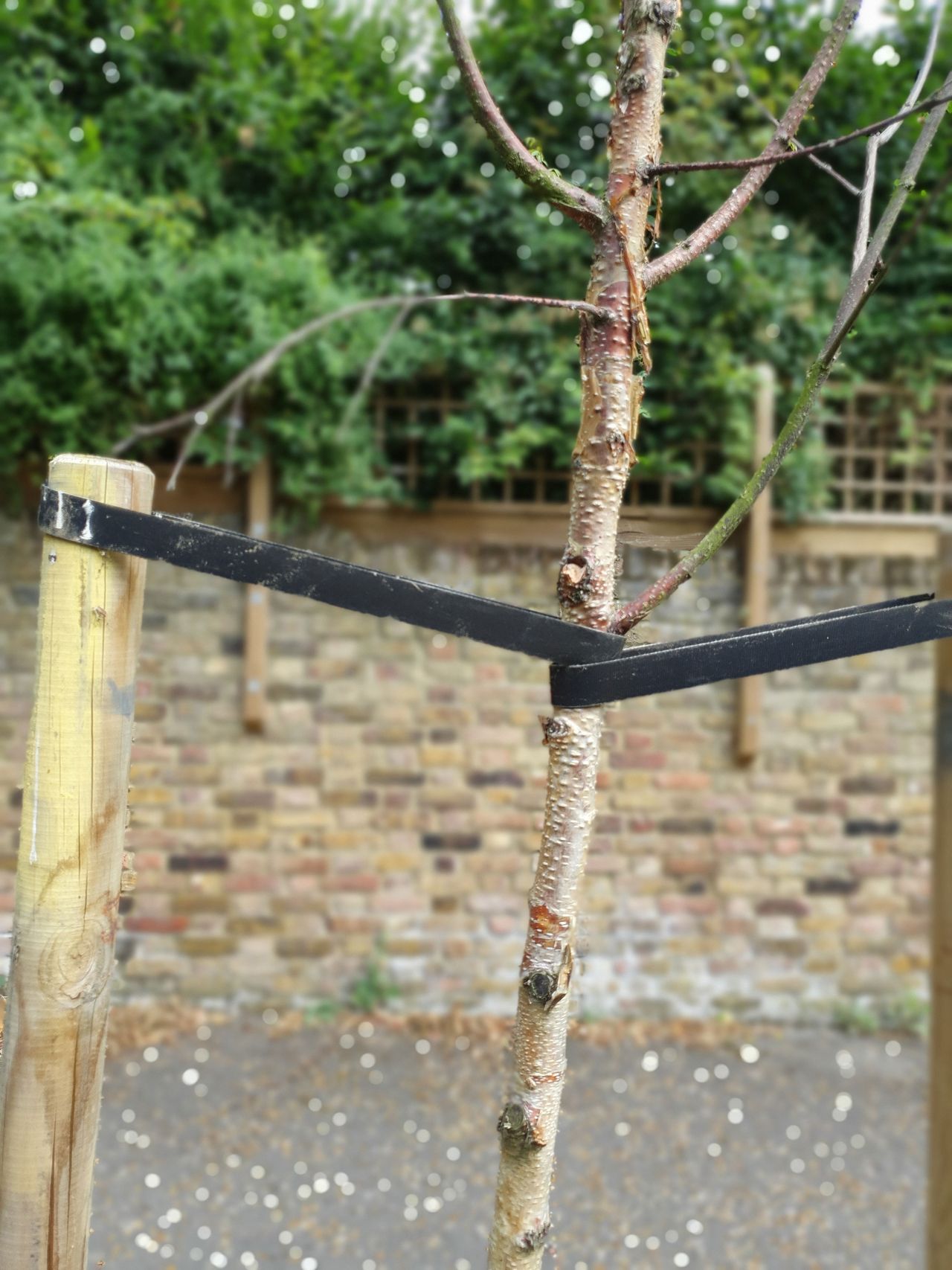 This more complex subject gave it some problems, with finer branches going 'out of focus'.