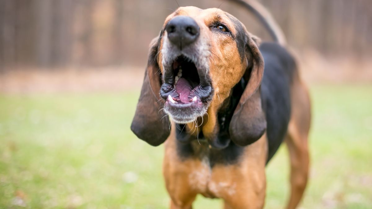 A Coonhound dog barking outside