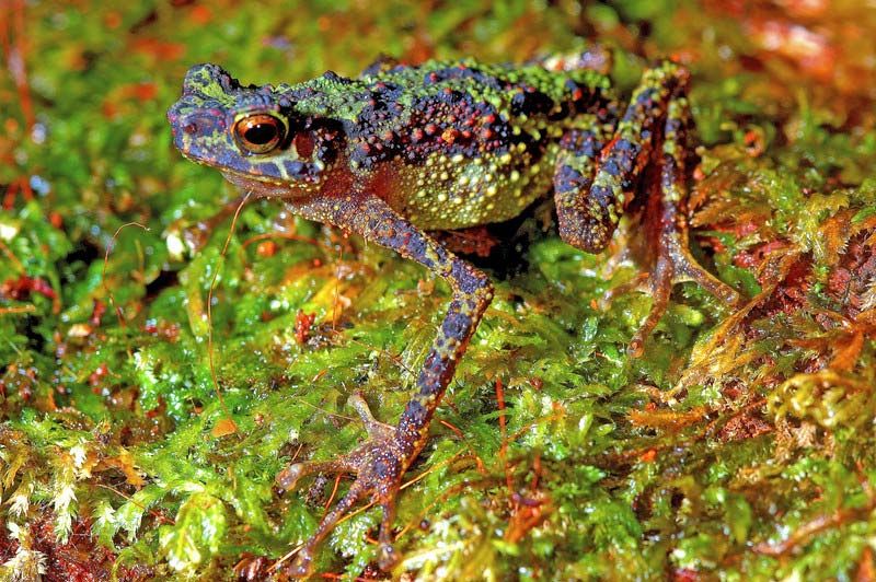 rainbow toad