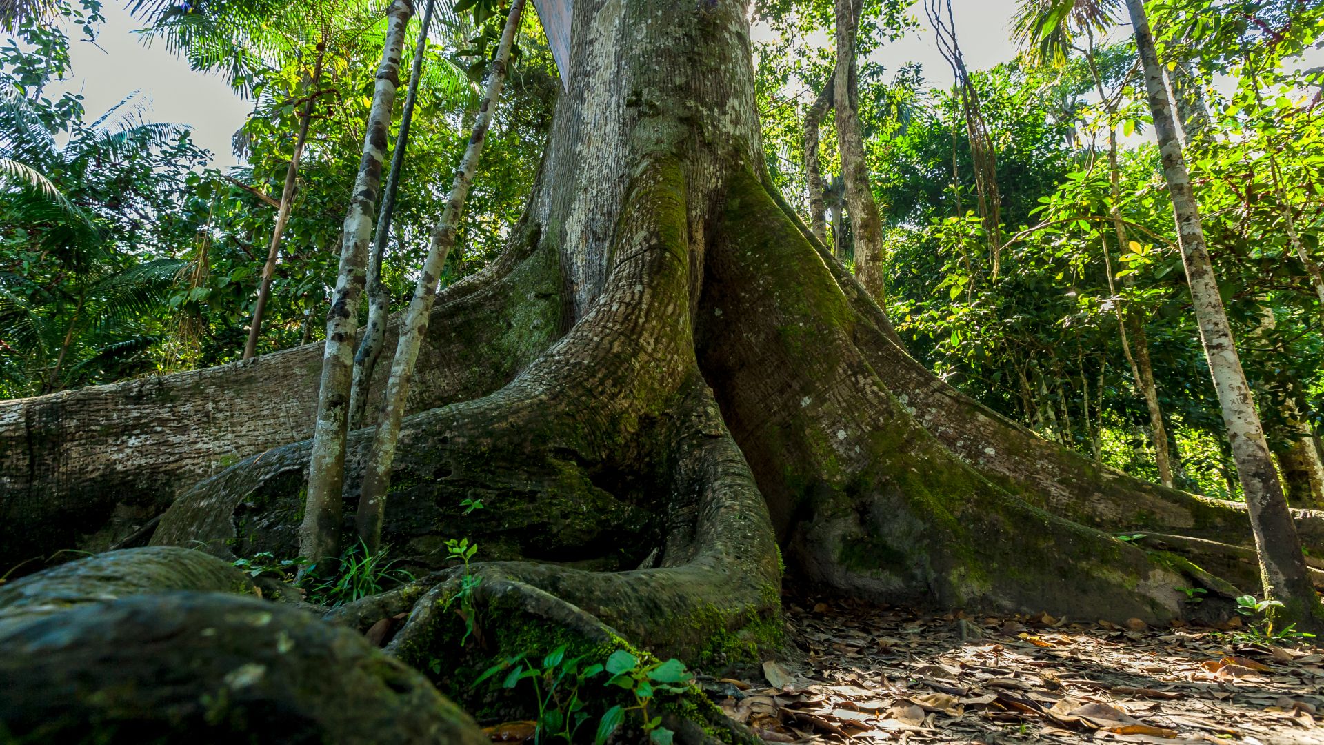 The biggest trees in the Peruvian Amazon store the most carbon — and they also face the greatest threat from humans" target="_self"…