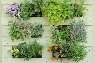 A herb garden in a pallet container