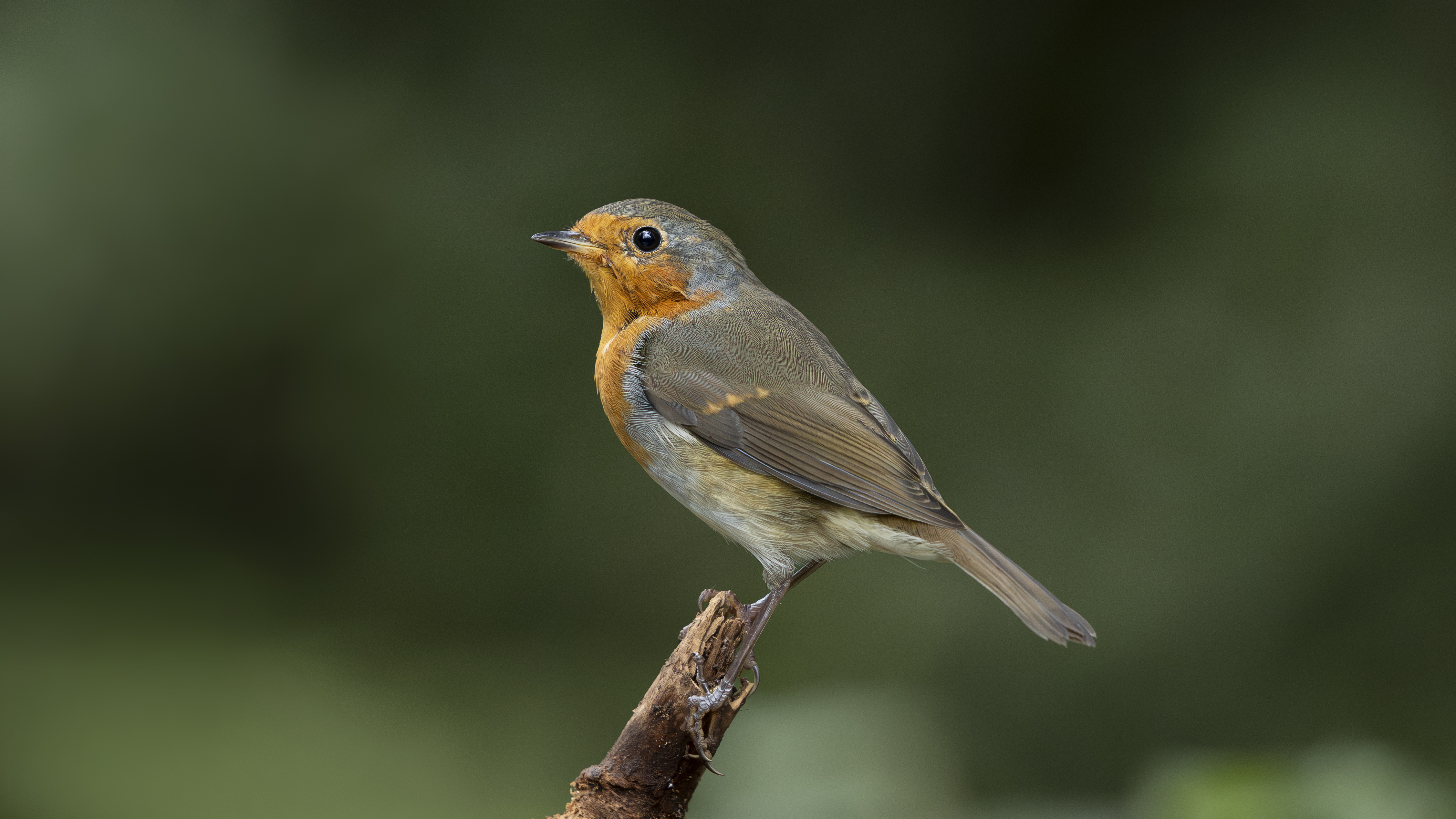 British bird against background of green foliage photographed by Andy Green