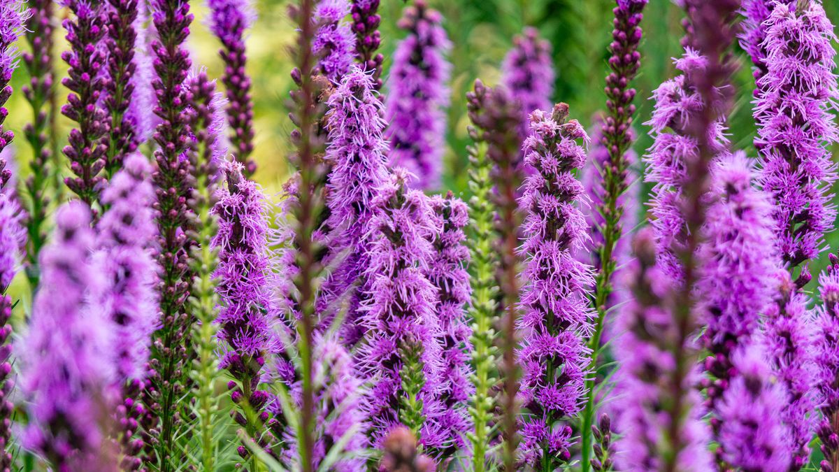 Why You Shouldn’t Plant Purple in the Shade – And Why You Need to Grow These 5 High Impact Plants Instead